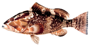 Species Card of Red Grouper