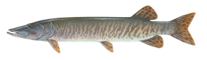 Last Muskellunge (Musky) caught