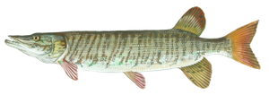 Last Tiger Muskellunge caught