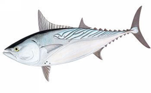 Best gear to fish Kawakawa