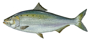 American Shad