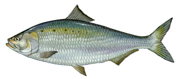 American Shad