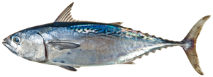 Species Card of Little Tunny
