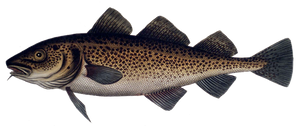 Species Card of Atlantic Cod (Baltic)