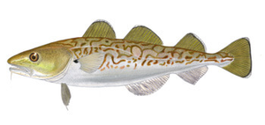 Last Pacific Cod caught