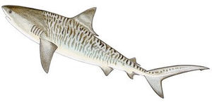 Last Tiger Shark caught