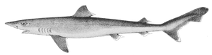 Best gear to fish Tope Shark