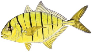Golden Trevally