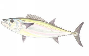 Species Card of Dogtooth Tuna