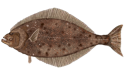 Pacific Halibut