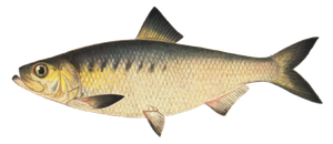 Hickory Shad