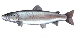 Last Huchen caught