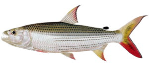 Tigerfish