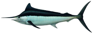 Black Marlin