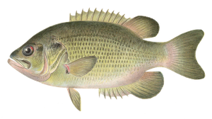 Rock Bass