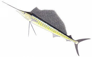 Last Atlantic Sailfish caught