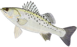 Japanese Seabass (Suzuki)