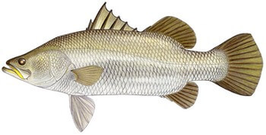 Last Barramundi caught