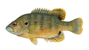 Green Sunfish