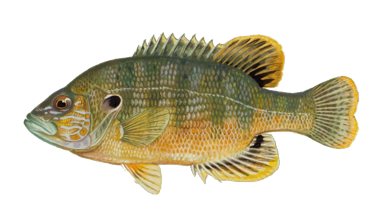 Green Sunfish