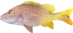 Yellow Snapper