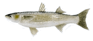 Golden Grey Mullet