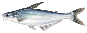 Last Pangasius caught