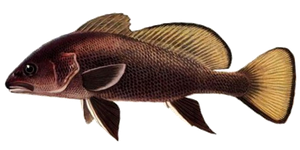 Best gear to fish Brown Meagre