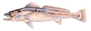 Species Card of Southern Meagre