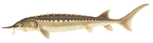 Atlantic Sturgeon