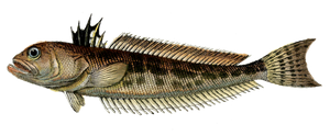 Best gear to fish Greater Weever
