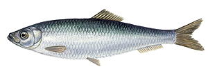 Sprat
