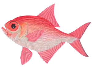 Last Alfonsino caught