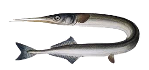 Last Garfish caught