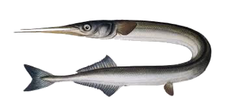 Garfish