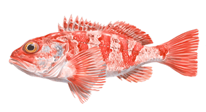 Red Scorpionfish