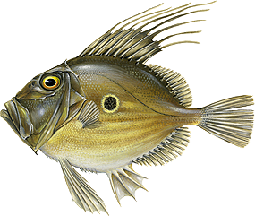 Species Card of John Dory