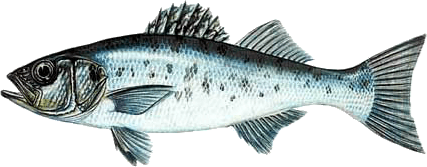Spotted Seabass