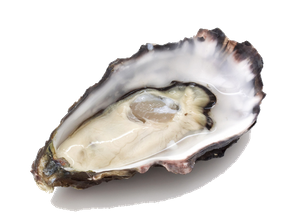 Last Pacific Oyster caught