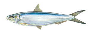 Species Card of Bang
