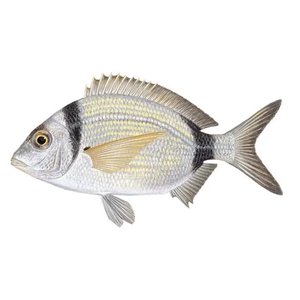 Species Card of Common Two-Banded Seabream