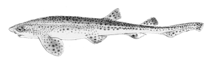 Lesser Spotted Dogfish (Small Spotted Catshark)