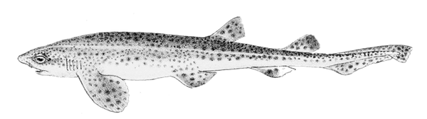 Lesser Spotted Dogfish (Small Spotted Catshark)