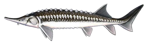 Starry Sturgeon