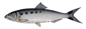 Twaite Shad