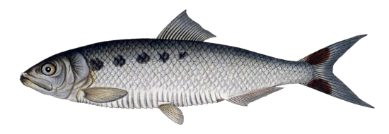 Twaite Shad