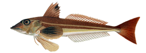 Species Card of Grey Gurnard