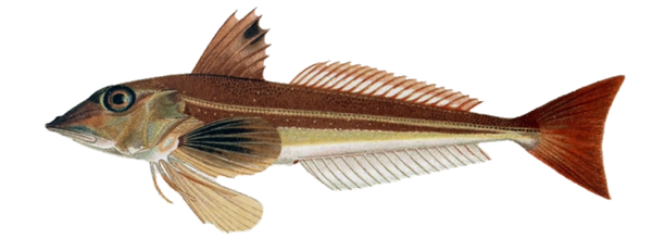 Grey Gurnard