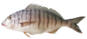 Best gear to fish Sand Steenbras