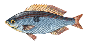 Best gear to fish Blotched Picarel